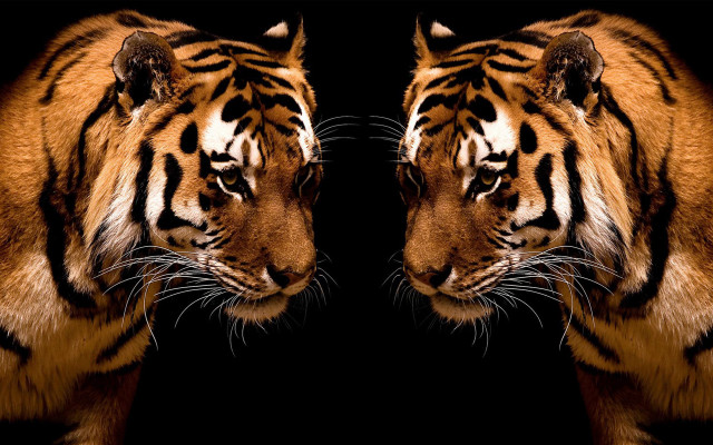 Tigers facing each other heads free wallpaper - medium preview image