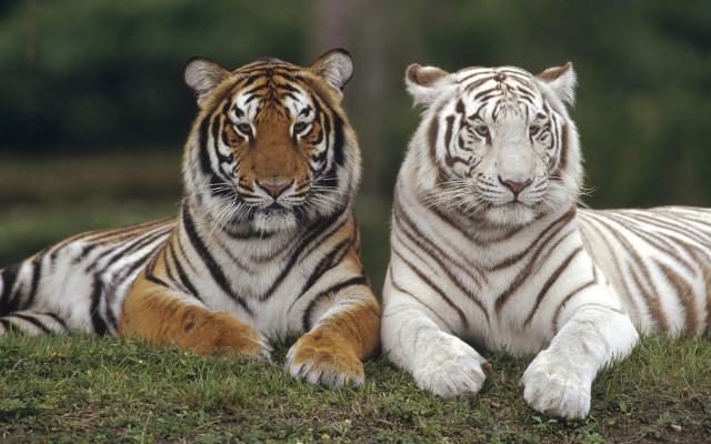 White tigers laying grass field free wallpaper - medium preview image