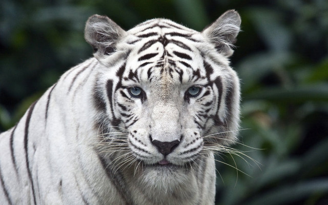 White tiger blue eyes serious free wallpaper - medium preview image