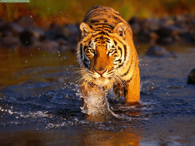 Tiger walking river fish mouth #2 free wallpaper - medium preview image