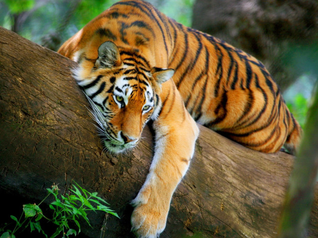 Tiger laying tree branch forest free wallpaper - medium preview image