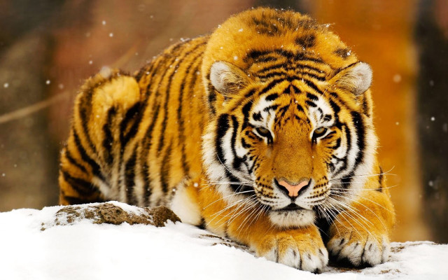 Tiger walking snow forest trees #2 free wallpaper - medium preview image
