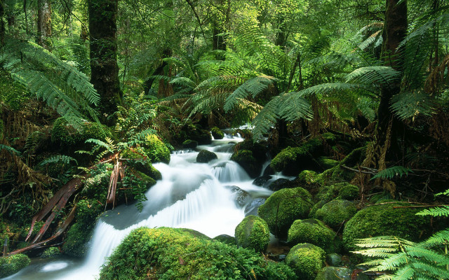 Lush forest stream waterfall alexanderbrook free wallpaper - medium preview image