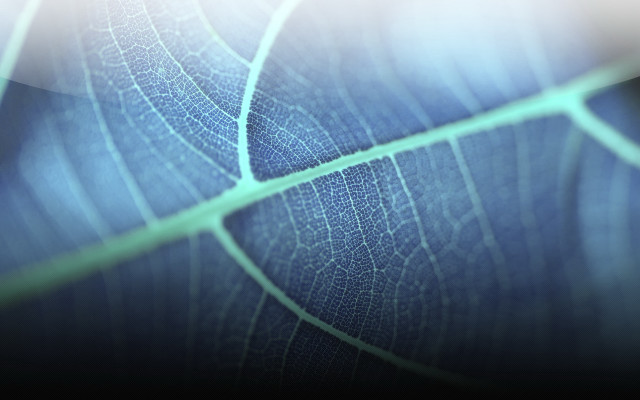 Leaf texture closeup blurry background free wallpaper - medium preview image