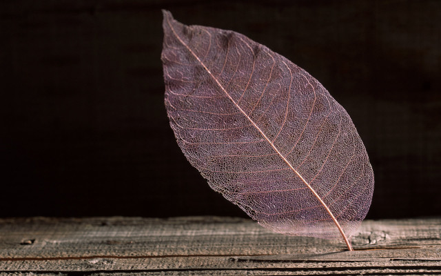 Single leaf wood dark background free wallpaper - medium preview image