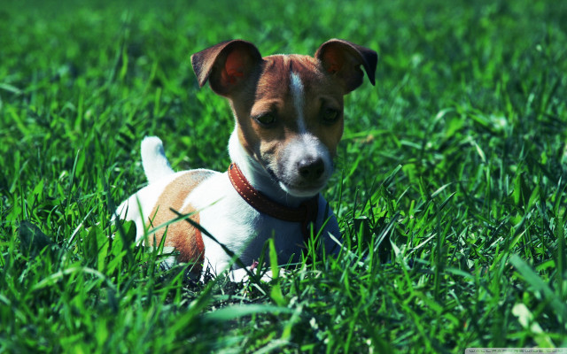 Small dog grass sad look #2 free wallpaper - medium preview image