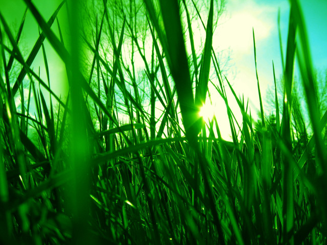 Green field sunlight grass trees free wallpaper - medium preview image
