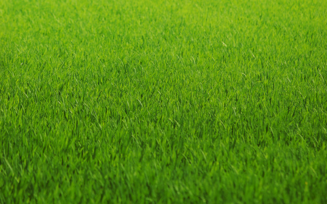 Green grass blurry background tall free wallpaper - medium preview image
