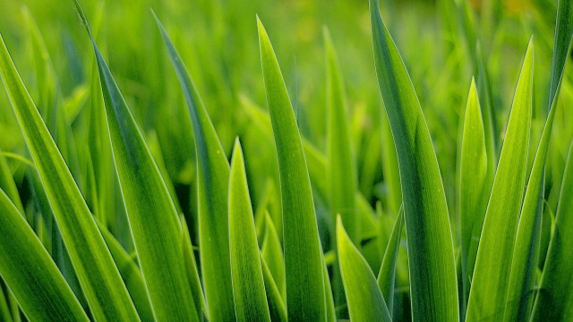 Close up green grass thin free wallpaper - medium preview image