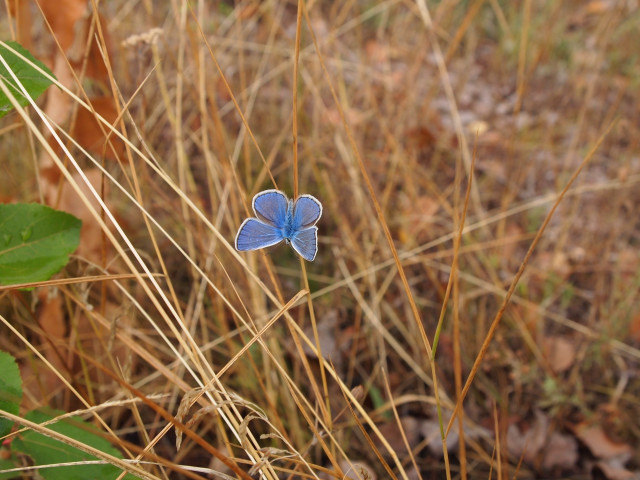 Blue butterfly leaf grass cow free wallpaper - medium preview image