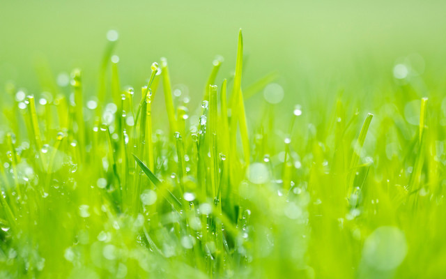 Close up grass water drops free wallpaper - medium preview image