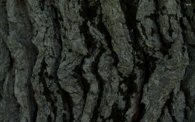 Tree trunk bird perched branch free wallpaper - medium preview image