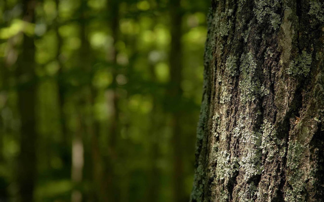 Tree moss forest green background free wallpaper - medium preview image