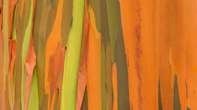 Colorful tree bark paint closeup free wallpaper - medium preview image