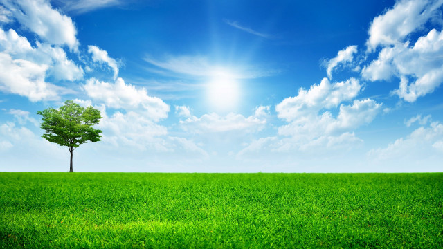 Lone tree green field blue #21 free wallpaper - medium preview image