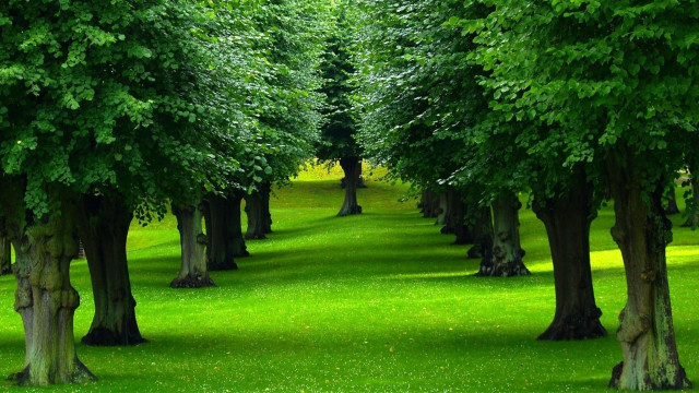 Park trees bench green nature #2 free wallpaper - medium preview image