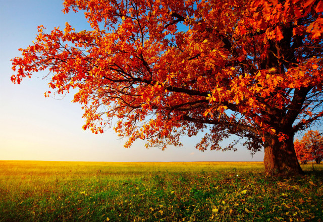 Red leaves tree grassy field #4 free wallpaper - medium preview image