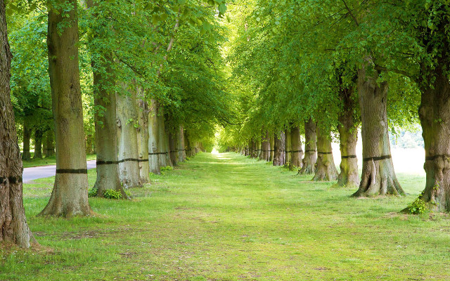 Tree lined road park scene free wallpaper - medium preview image