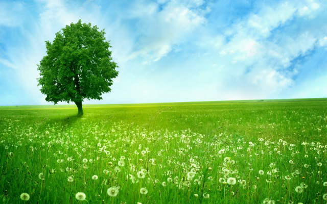 Tree field blue sky green #2 free wallpaper - medium preview image