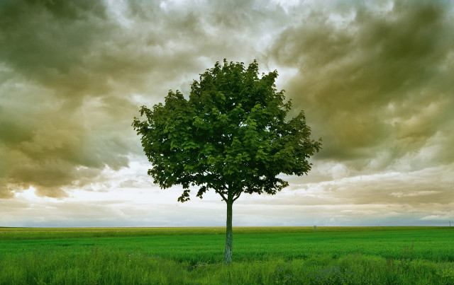 Lone tree cloudy sky green free wallpaper - medium preview image