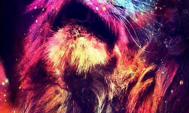 Cat colorful mane black background free wallpaper - medium preview image