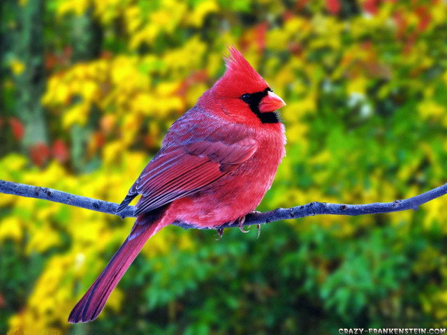 Red bird branch green yellow #2 free wallpaper - medium preview image
