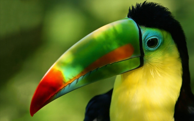 Colorful bird black head yellow free wallpaper - medium preview image