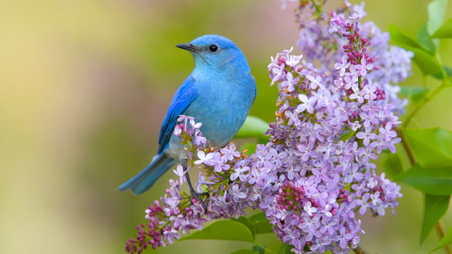 Blue bird purple flower ecological free wallpaper - medium preview image