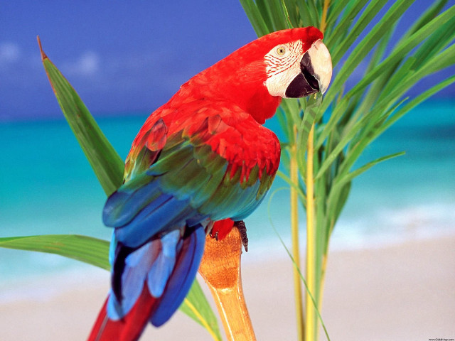 Red blue parrot palm tree free wallpaper - medium preview image