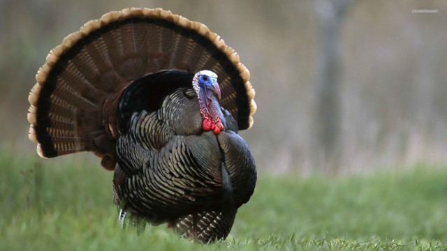 Turkey field grass head turned free wallpaper - medium preview image