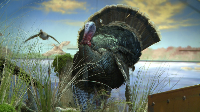 Turkey tall grass water bird free wallpaper - medium preview image