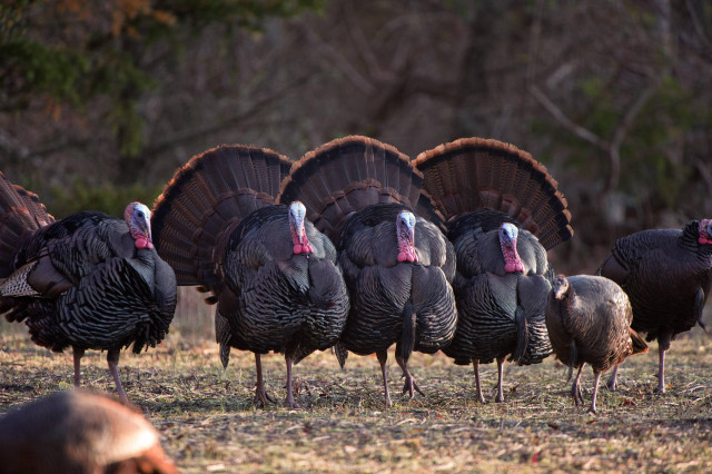 Turkeys row field trees dog free wallpaper - medium preview image