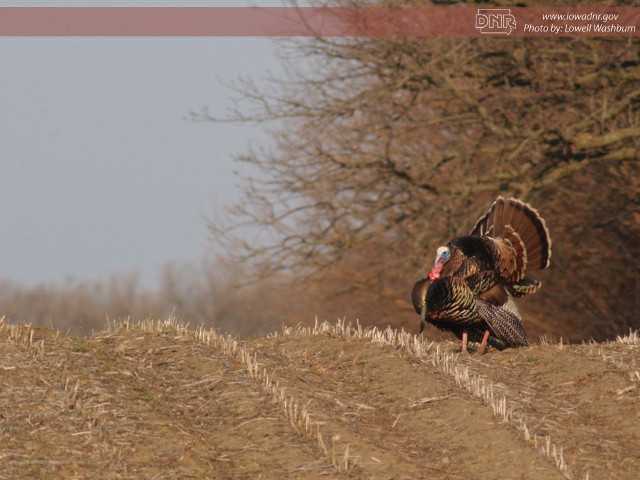 Turkey walking field trees blue free wallpaper - medium preview image
