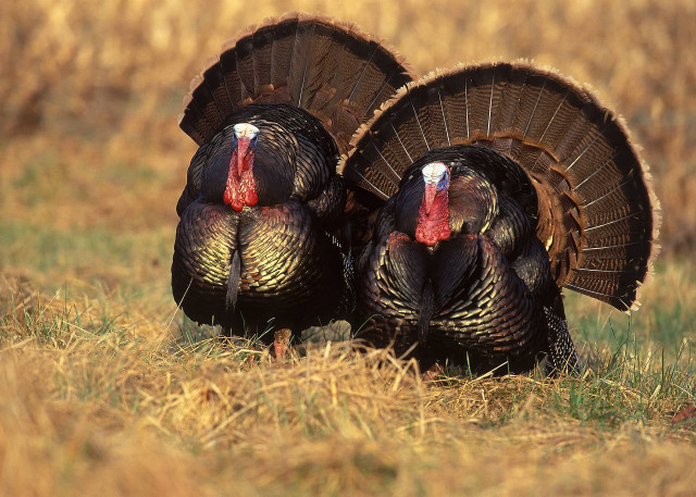 Two turkeys field grass looking free wallpaper - medium preview image