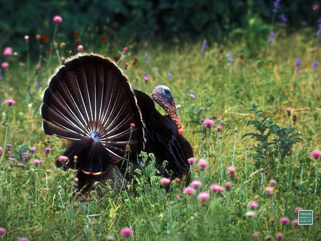 Turkey flower field forest christmas free wallpaper - medium preview image