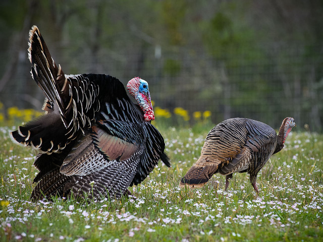 Turkeys field grass flowers trees free wallpaper - medium preview image