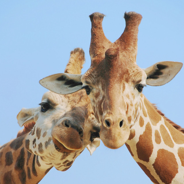 Giraffes touching necks close together free wallpaper - medium preview image