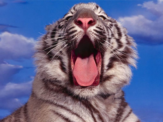 White tiger open mouth blue #3 free wallpaper - medium preview image
