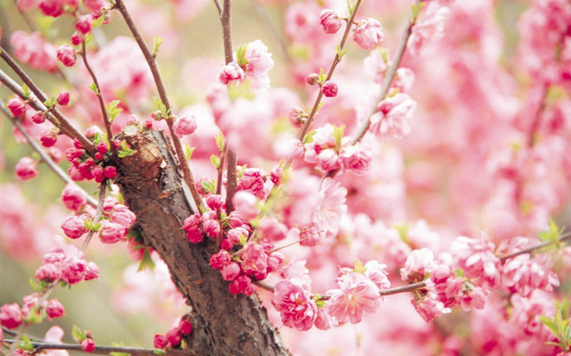 Pink sakura bird flower park free wallpaper - medium preview image