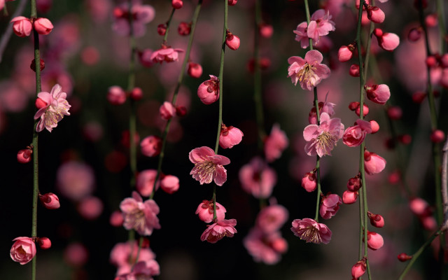 Pink flowers hanging tree branch #2 free wallpaper - medium preview image