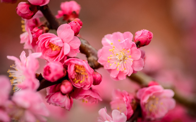 Pink flower closeup tree branch free wallpaper - medium preview image