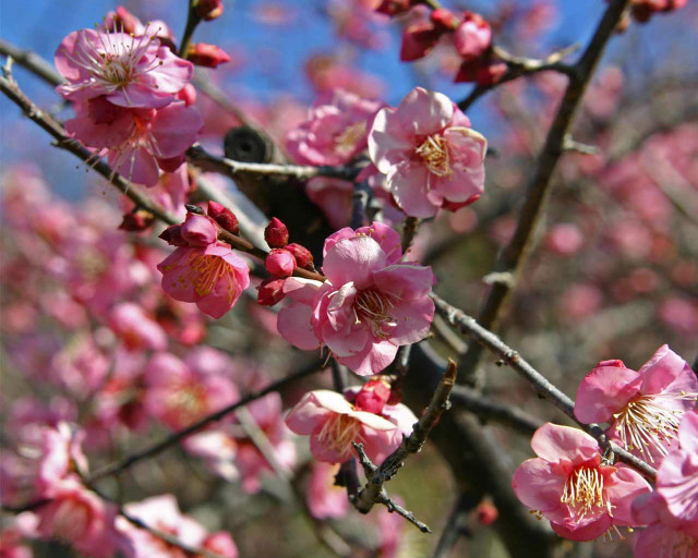 Tree pink flowers blue sky #4 free wallpaper - medium preview image
