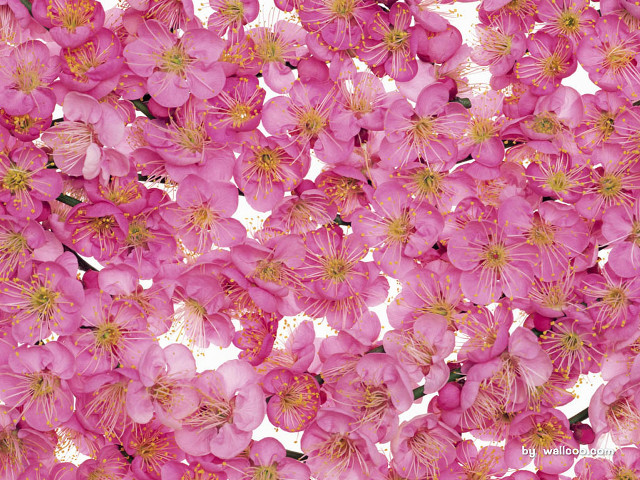 Pink flowers vase table white free wallpaper - medium preview image