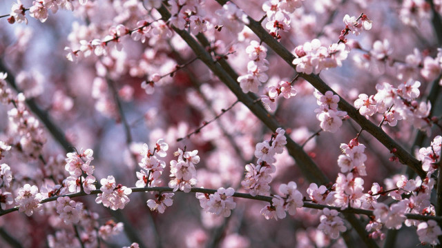 Tree pink flowers blue sky #5 free wallpaper - medium preview image