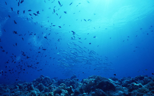 Fish coral reef ocean sunlight #2 free wallpaper - medium preview image