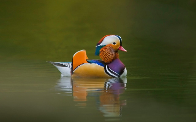 Colorful bird floating lake forest #3 free wallpaper - medium preview image