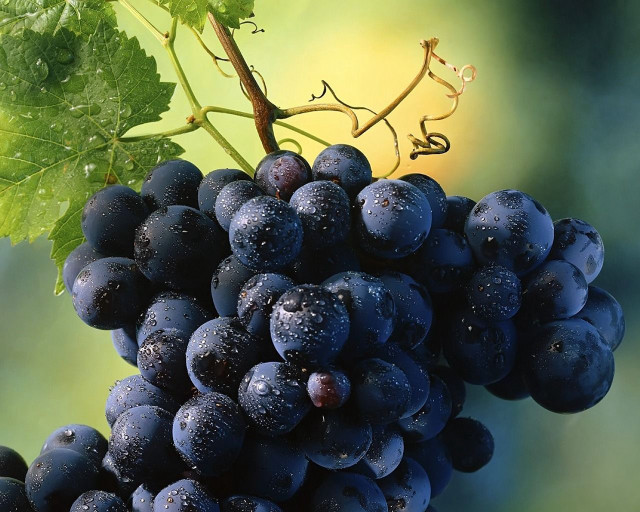 Grapes vine water droplets green free wallpaper - medium preview image