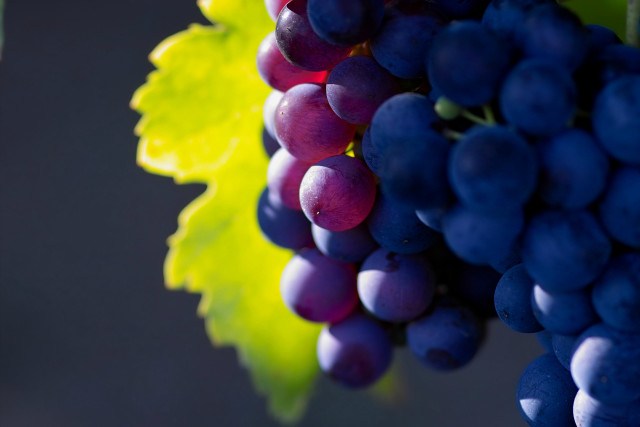 Grapes hanging vine leaves green free wallpaper - medium preview image