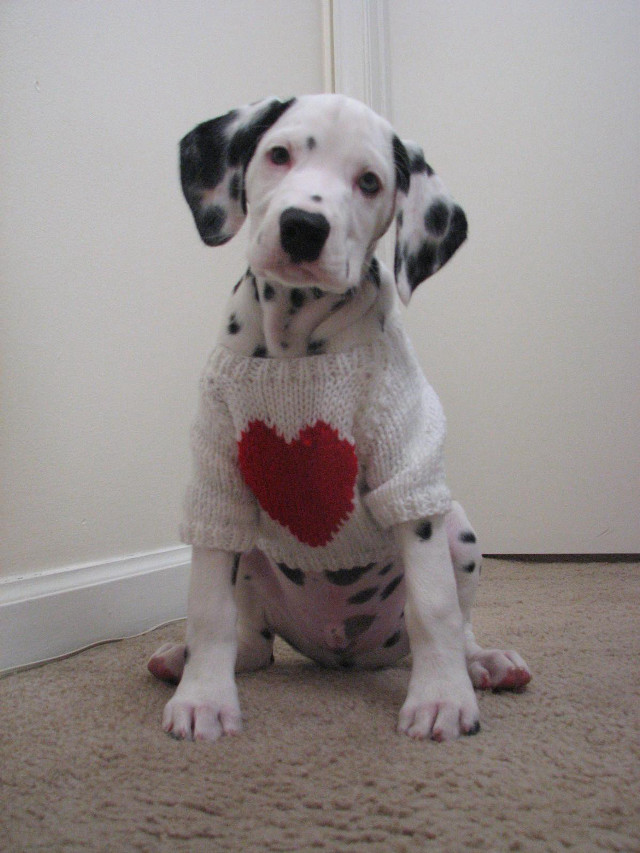 Dalmatian dog sweater heart sitting free wallpaper - medium preview image