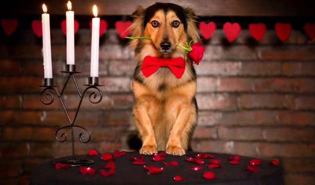 Dog red bowtie table candles free wallpaper - medium preview image